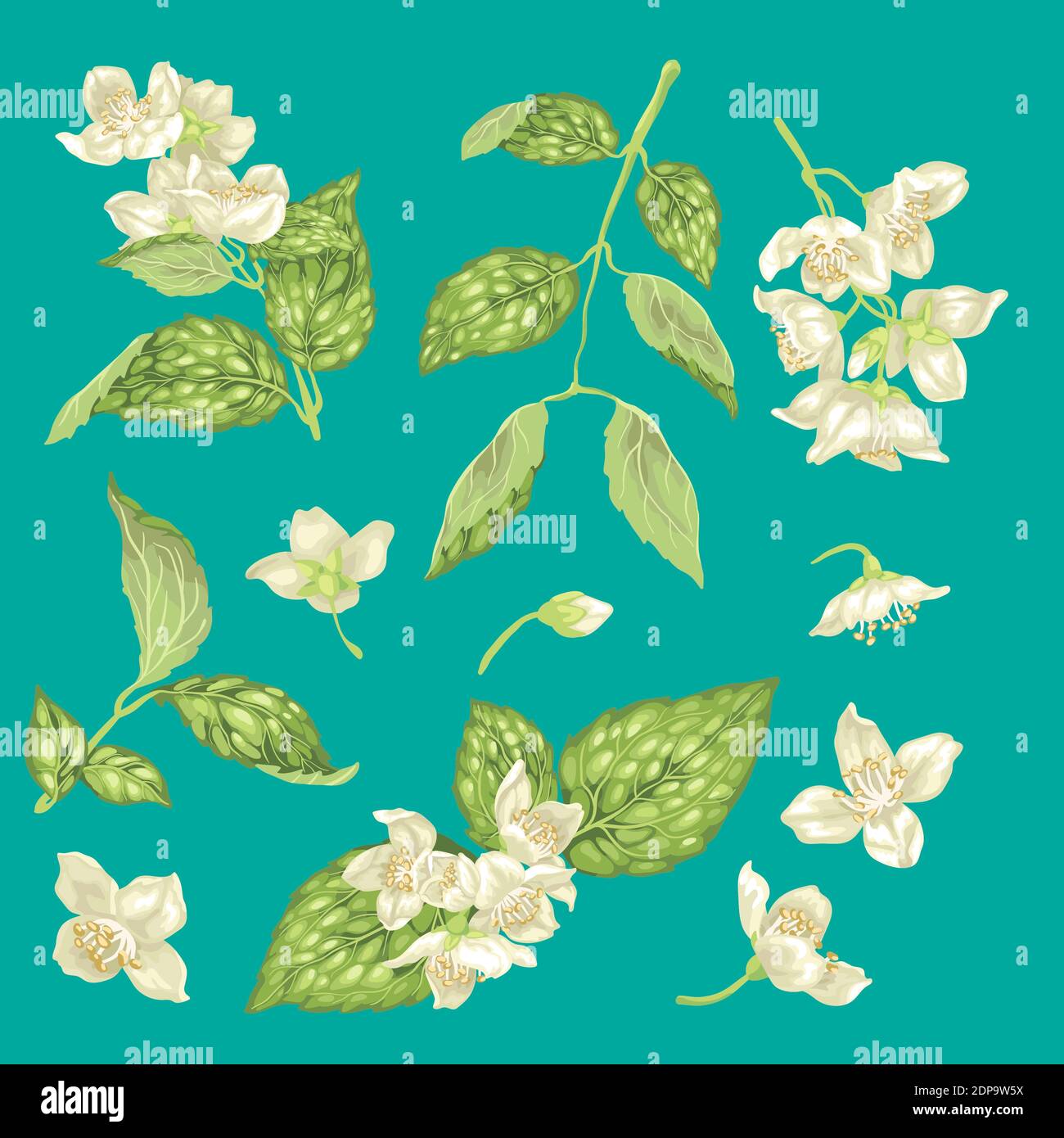Jasminblüten knospen Stock-Vektorgrafiken kaufen - Alamy