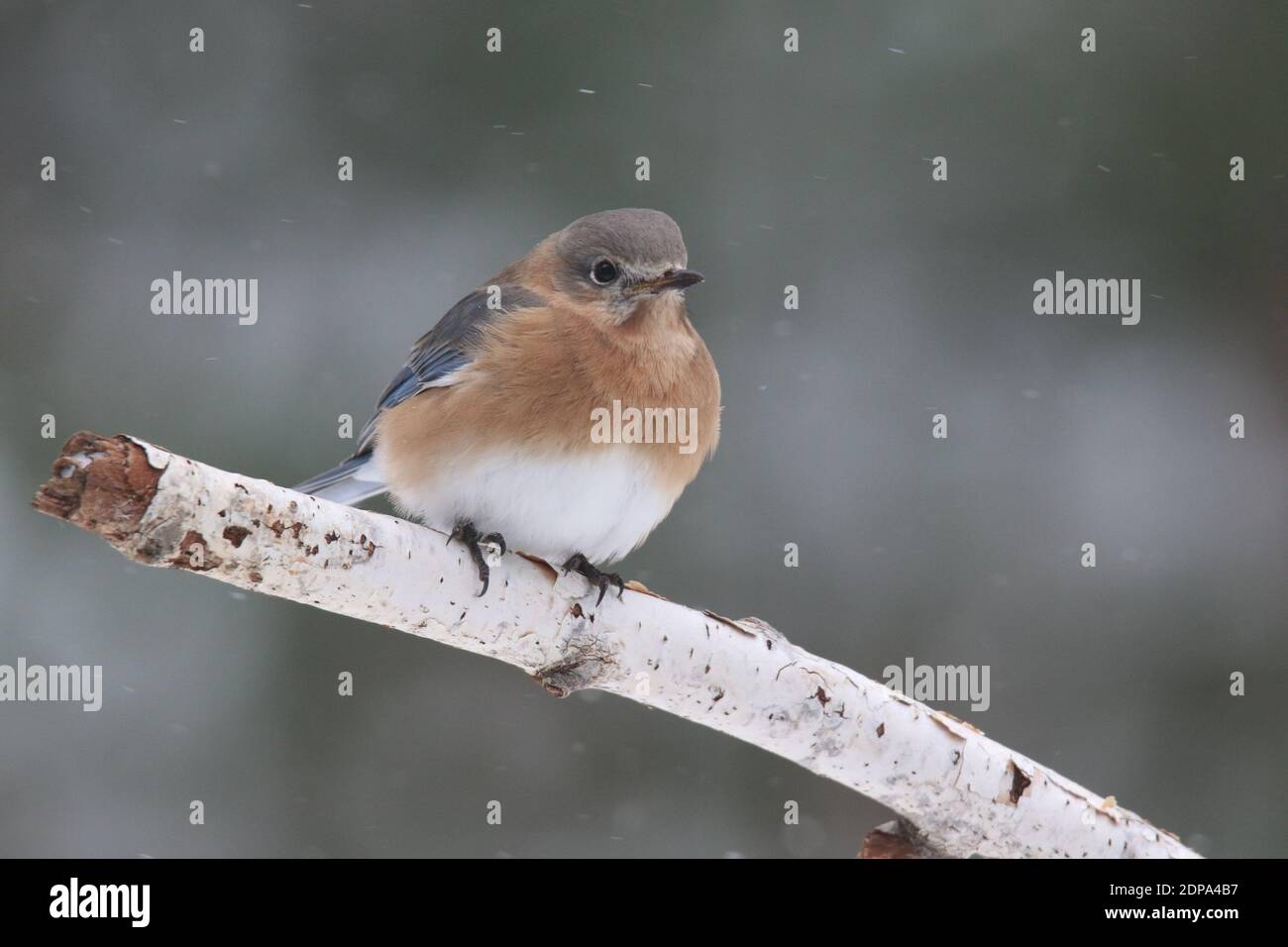 Weiblicher Ostblauvogel Sialia sialis, der im Winterschnee barcht Sturm Stockfoto