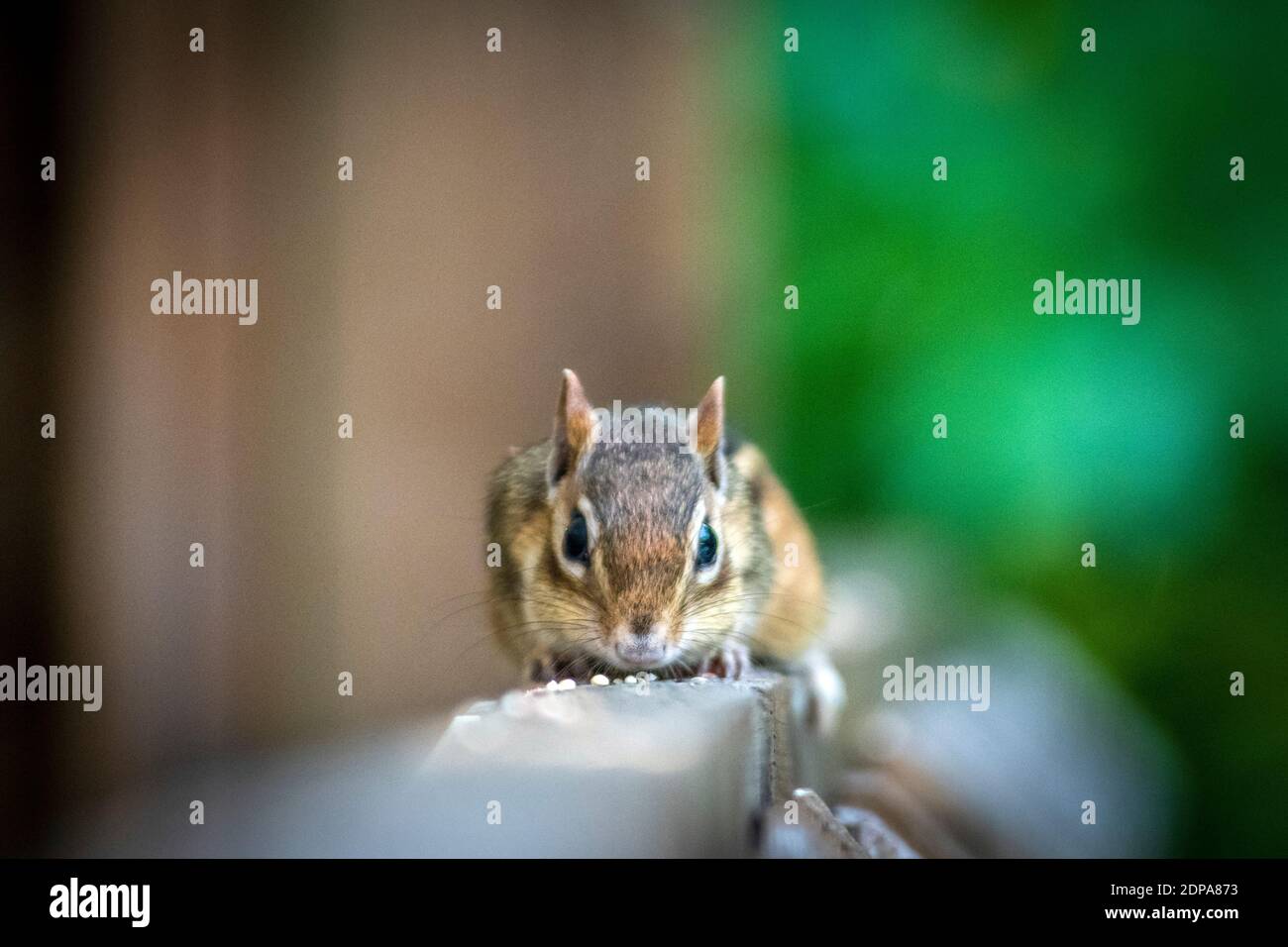 Östlicher Streifenhörnchen, Tamias striatus. Ontario, Kanada Stockfoto