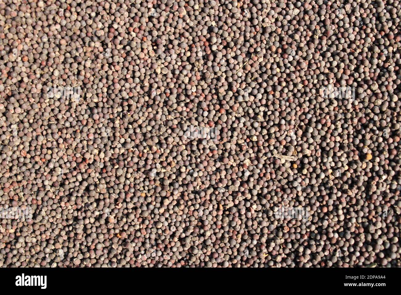Senf trocknet auf der Sonne Fotoaufnahme in Dhaka, Bangladesch. Stockfoto