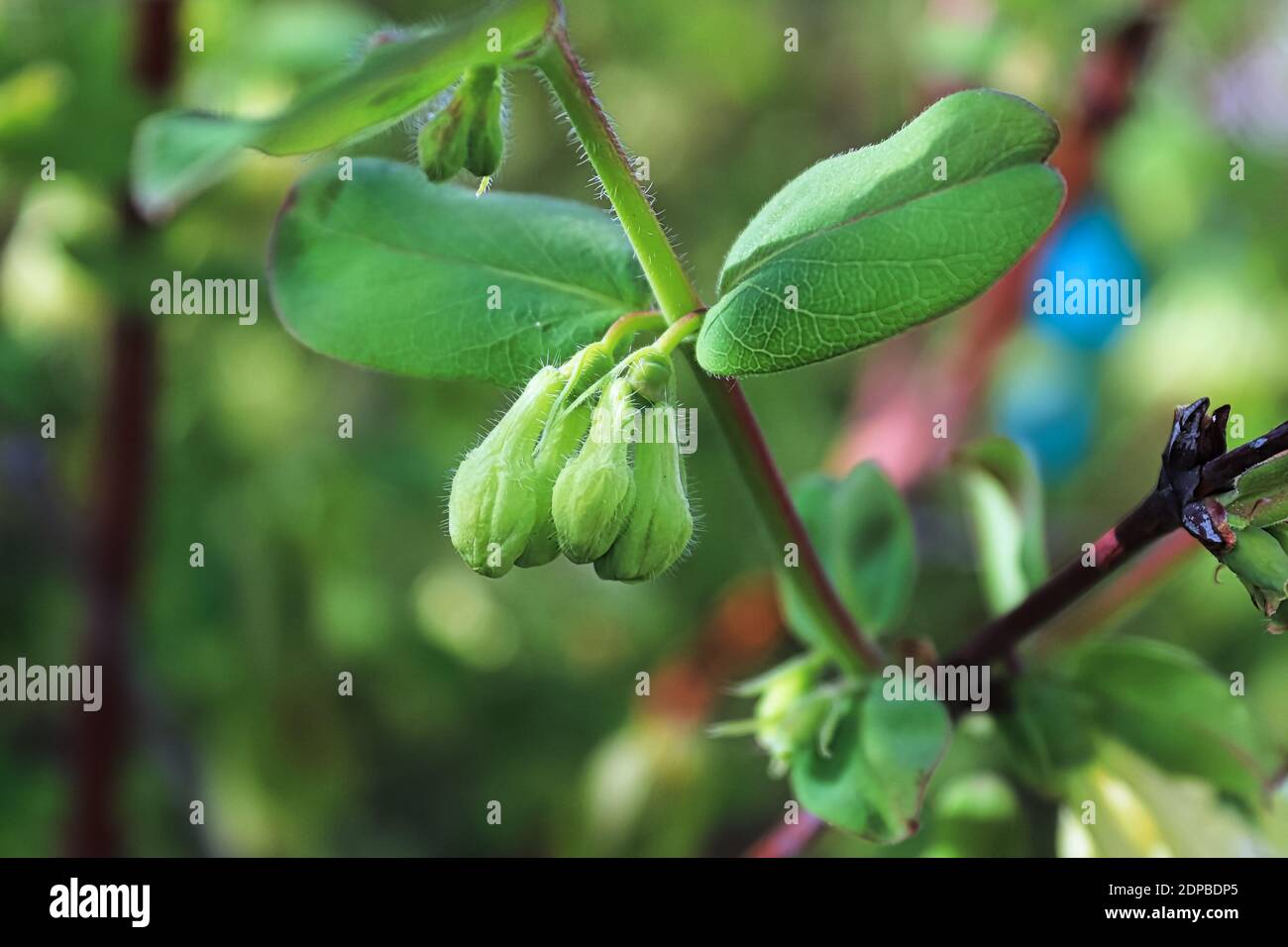 Ein Bündel ungeöffneten haskaps blüht auf dem Ast Stockfoto