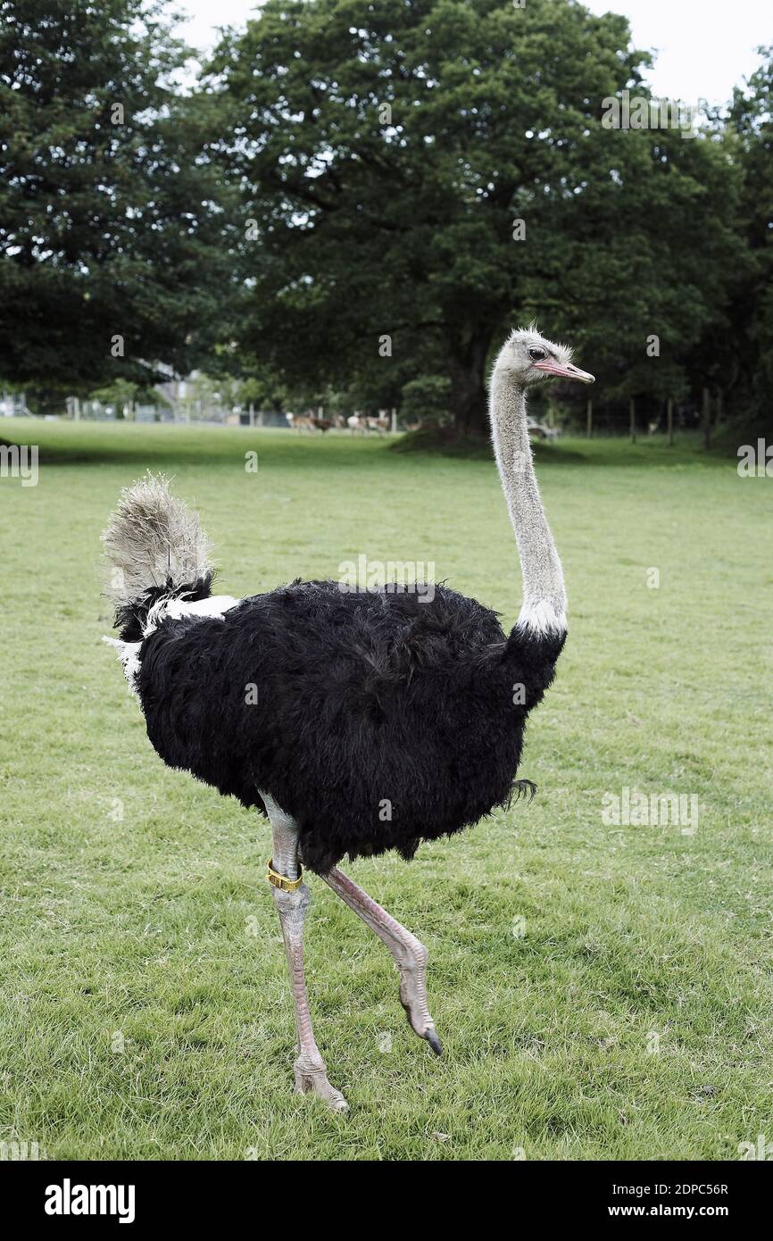 GROSSBRITANNIEN / England / Australien im Dartmoor Zoological Park bei Plymouth. Stockfoto