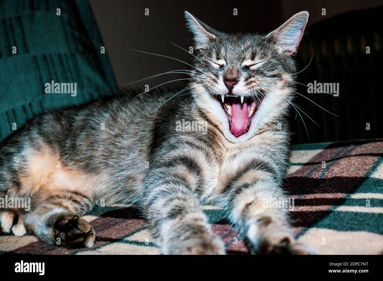 Eine bunte Katze gähnt im Bett Stockfoto