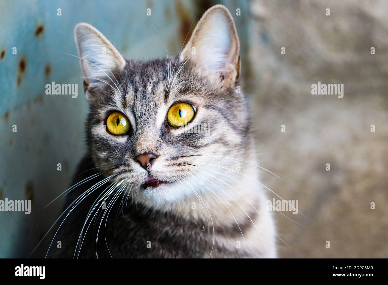 Ein Porträt einer gelbäugigen Katze Stockfoto