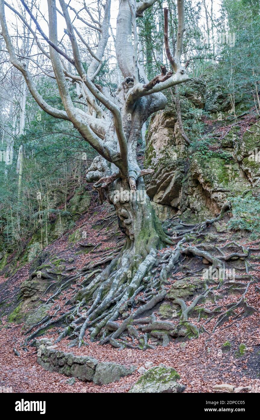 Wurzeln der Buche, Fagus sylvatica, Katalonien, Spanien Stockfoto