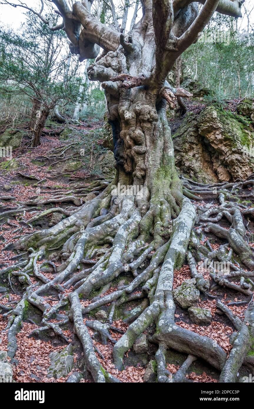 Buche wurzel Fotos und Bildmaterial in hoher Auflösung Alamy