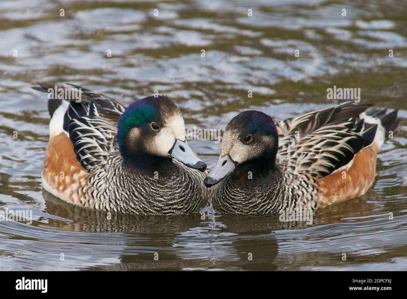 Chiloe Wigeon (Mareca sibilatrix) interagiert auf einem Teich bei Slimbridge in Gloucestershire, Großbritannien Stockfoto