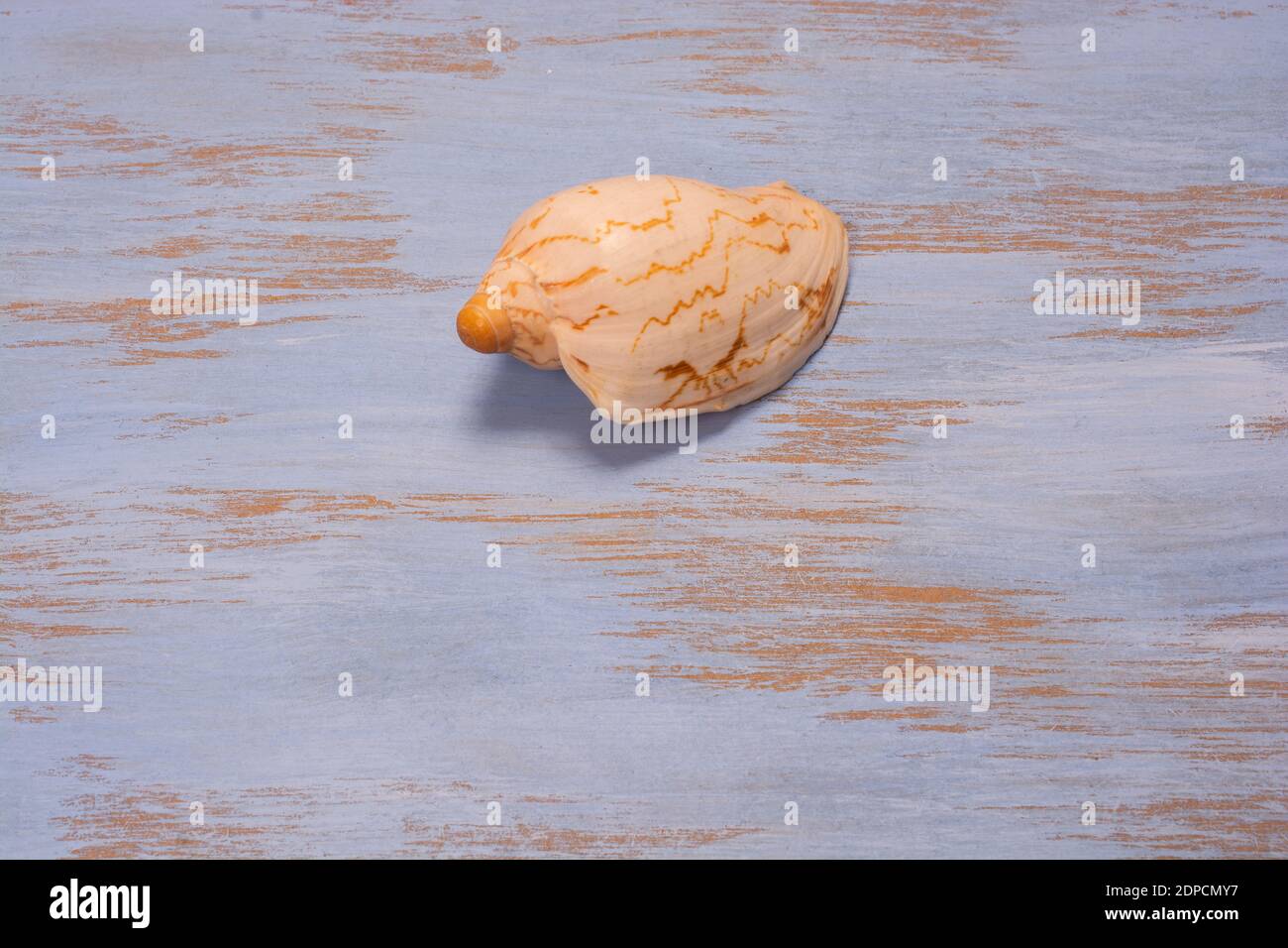 Eine Nahaufnahme einer Muschel isoliert auf einem sanft Lackierter Hintergrund Stockfoto