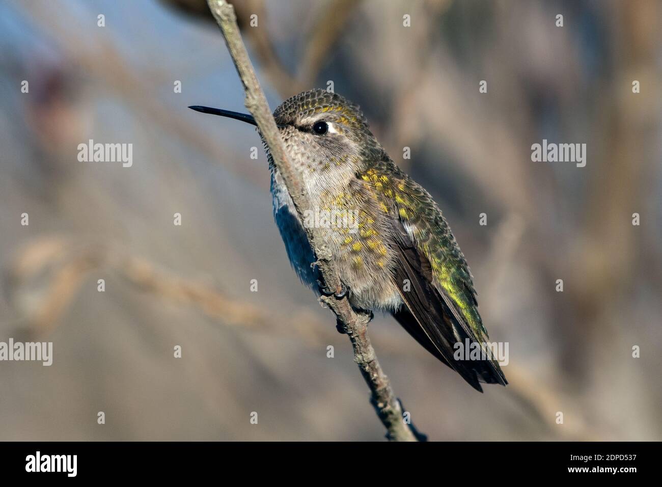 Der kleine Rufus Kolibri klammert sich in der Mündungsvegetation an einen Stelzbarsch, während er den gefiederten Kopf nach links dreht. Stockfoto