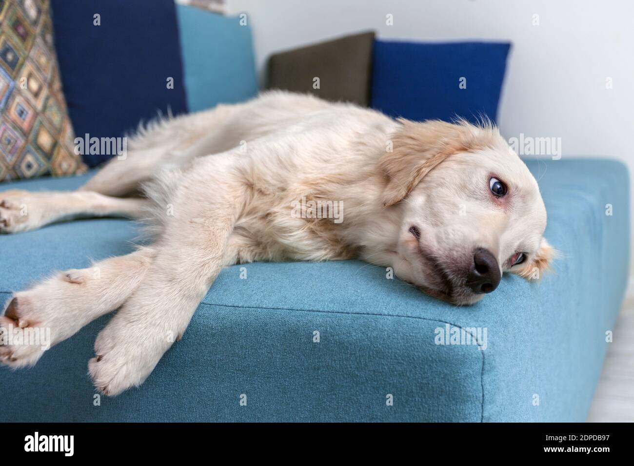 Ein gelber labrador Retriever lag zu Hause auf dem Bett. Hunderasse Golden Retriever. Haustiere. Stockfoto