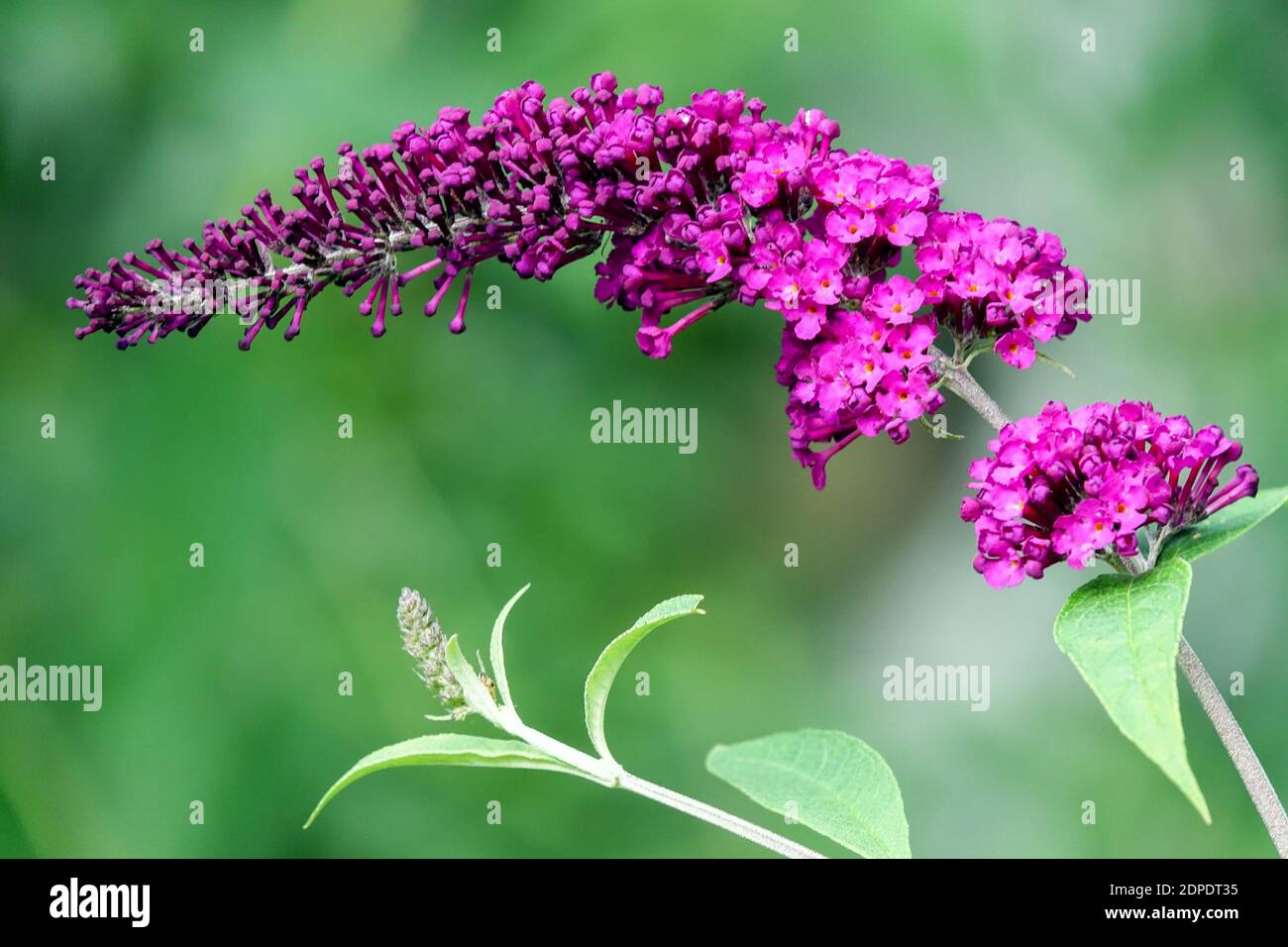 Buddleja „Royal Red“ Buddleja Davidii Blume Stockfoto