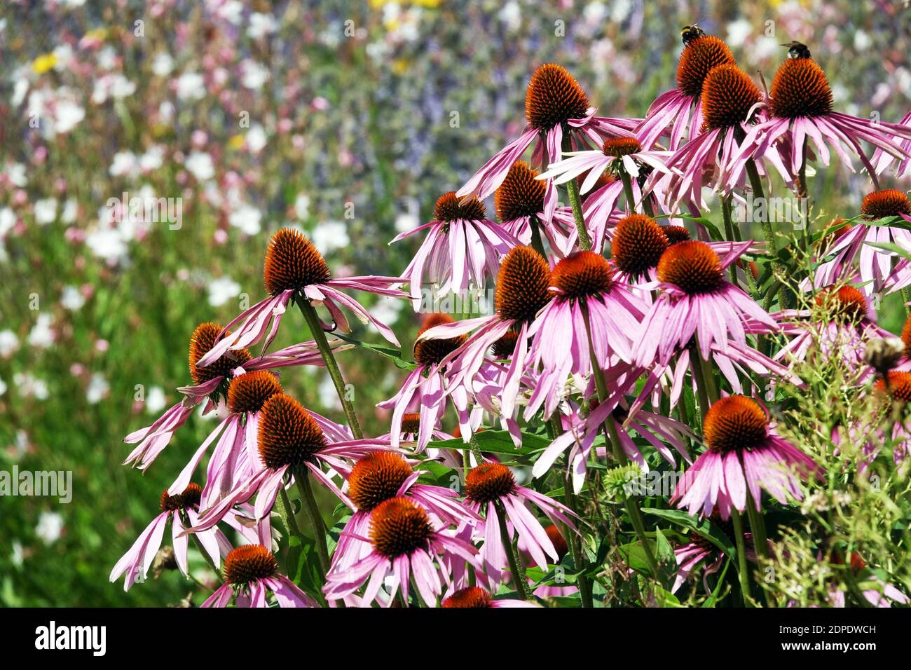 Echinacea Magnus Garden Echinacea Rand lila Blüten Stockfoto