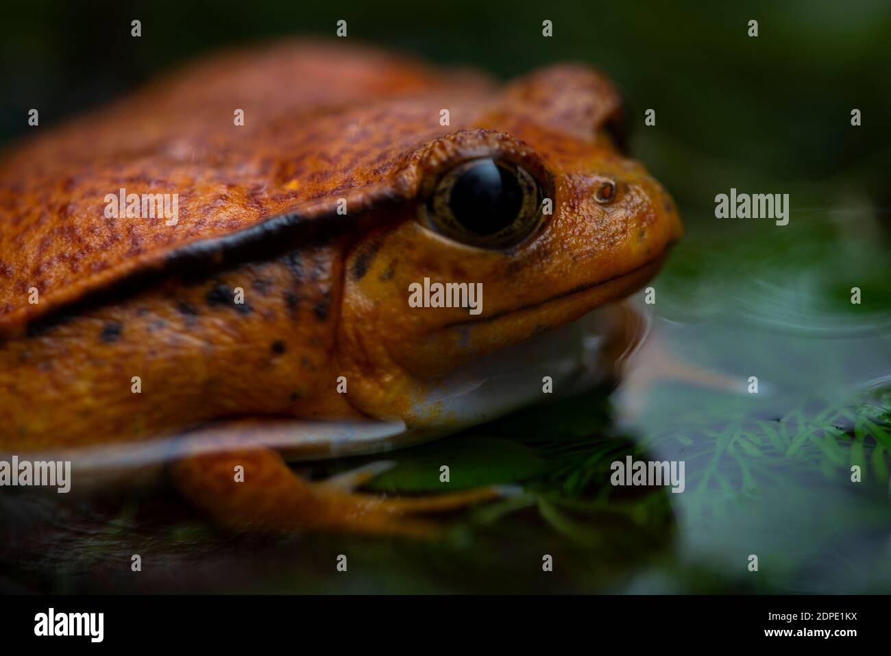 Tropisch, Natur, wild, Tier, Makro, Frosch, exotisch, Tierwelt, Kröte, Fauna, niedlich, nass, Haustier, Hintergrund, braun, klein, Baum, nah, Biologie, rot, schleimig Stockfoto