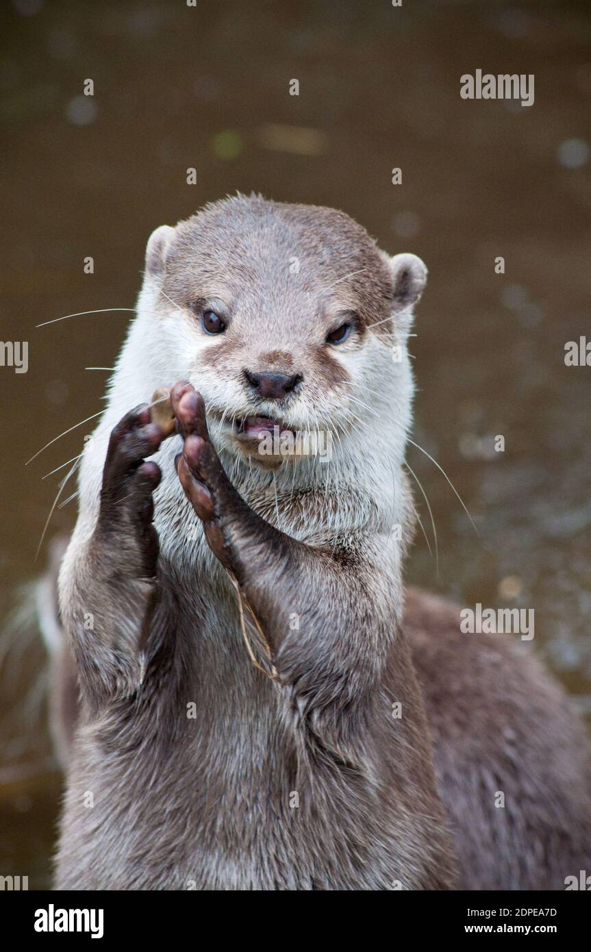 Otter jongliert mit einem kleinen Kieselstein Stockfoto