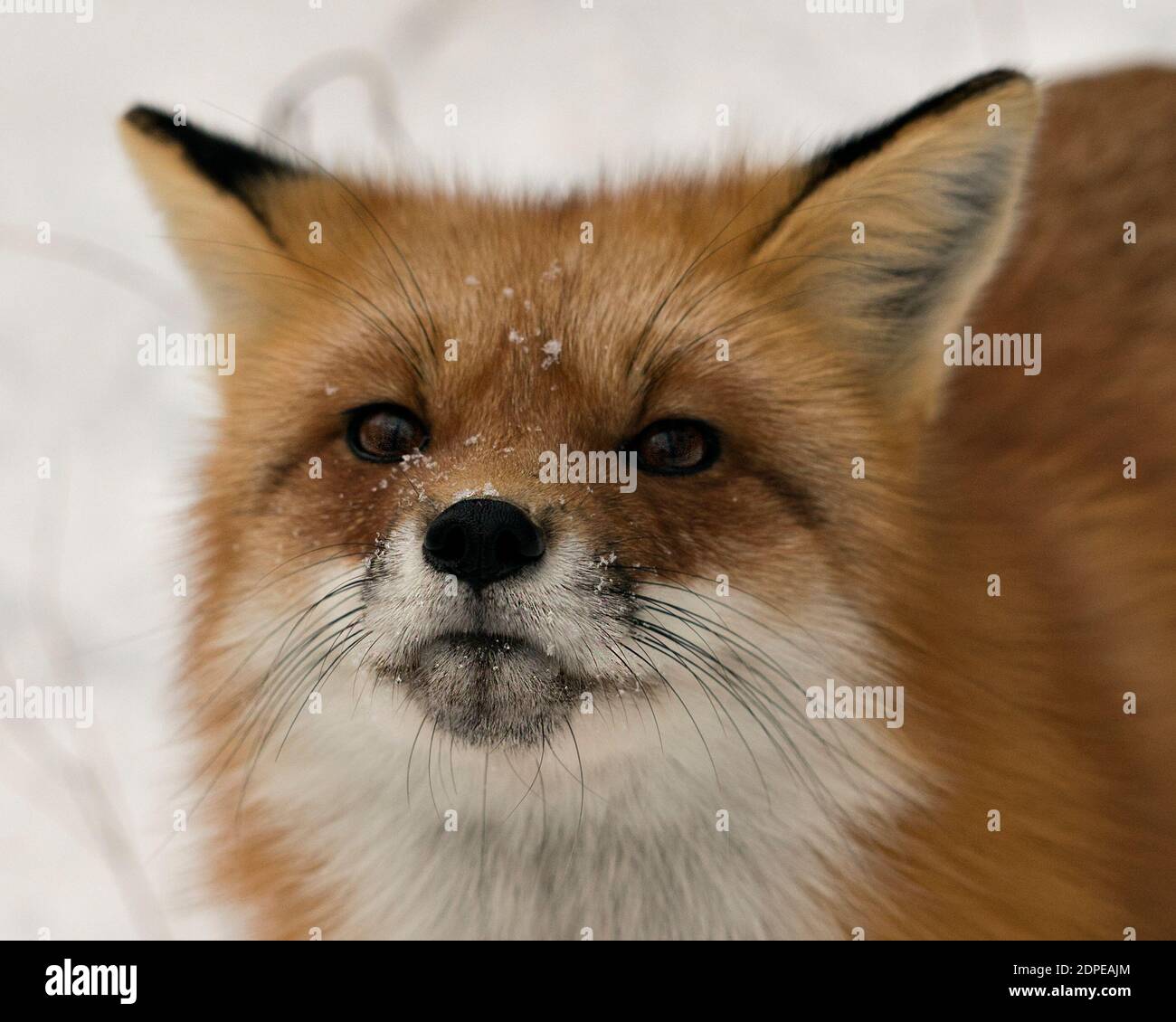 Rotfuchs Kopf erschossen Nahaufnahme Profil Ansicht in der Wintersaison in seiner Umgebung mit Schnee Hintergrund zeigt buschigen Fuchsschwanz, Fell. Fox-Bild. Stockfoto