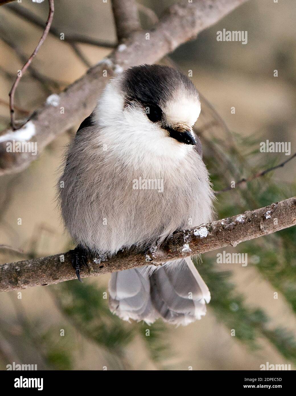 Grey Jay auf Zweig mit verwacklungsunschärfen Hintergrund in seiner Umgebung und Lebensraum thront. Bild. Bild. Hochformat. Weihnachtskarte. Stockfoto