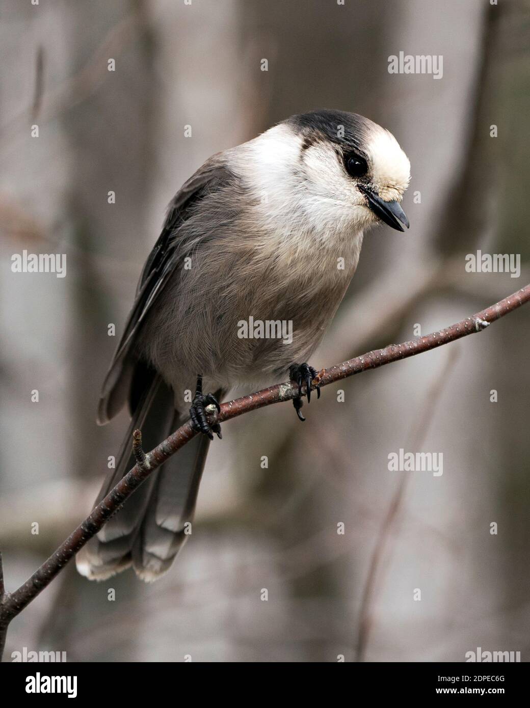 Grauer Jay Fotopapier. Nahaufnahme der Profilansicht, die in ihrer Umgebung und ihrem Lebensraum auf einem Baumzweig thront und graue Federgefieder mit Flügeln und Schwanz zeigt Stockfoto