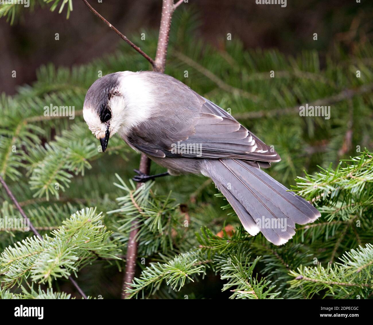 Grey Jay Nahaufnahme Profil-Ansicht auf einem Tannenzweig mit einem unscharfen Hintergrund in seiner Umgebung und Lebensraum, zeigt graue Feder Gefieder Flügel. Stockfoto