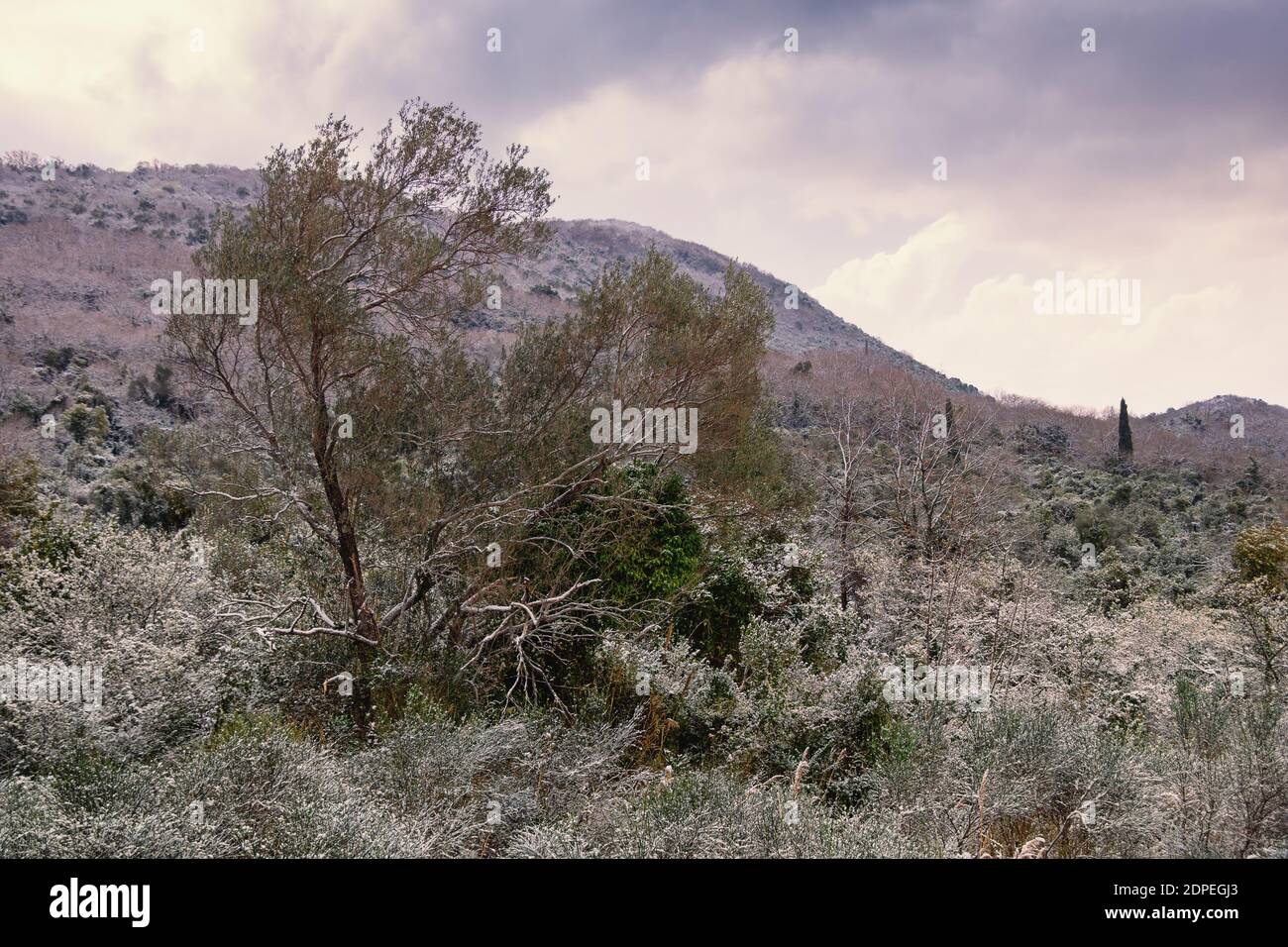Frühlingsschnee, ungewöhnliches Wetter. Schnee auf Olivenbaum und grünem Gras. Montenegro, Tivat Stockfoto