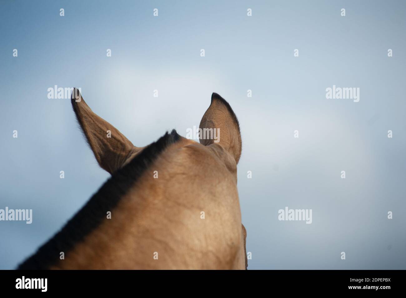 Pferdeohren, Blick von hinten gegen den blauen Himmel Stockfoto