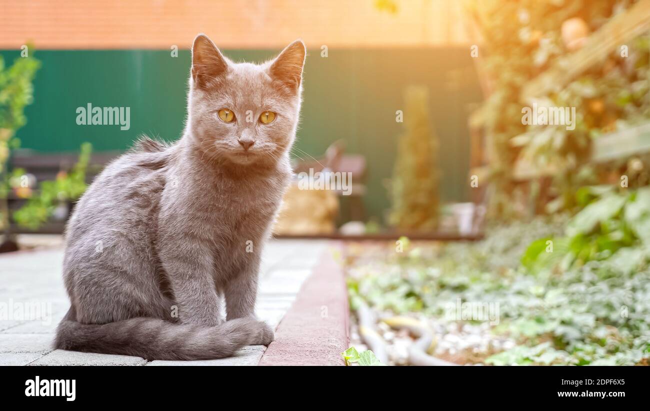 Schönes graues Kätzchen mit großen orangefarbenen Augen schaut vorsichtig hinein Abstand sitzend gegen entfokused Hof mit Pflanzen auf Hintergrund schließen Anzeigen Stockfoto