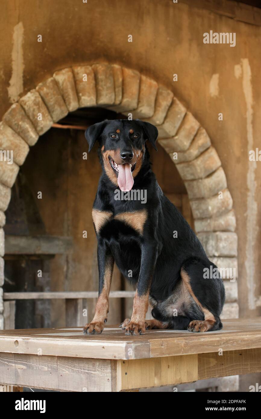 Ein großer schwarzer Hund Rasse Beauceron (Französisch Schäferhund) Sitzt  auf einem alten Tisch vor dem Hintergrund von Ein altes Interieur  Stockfotografie - Alamy