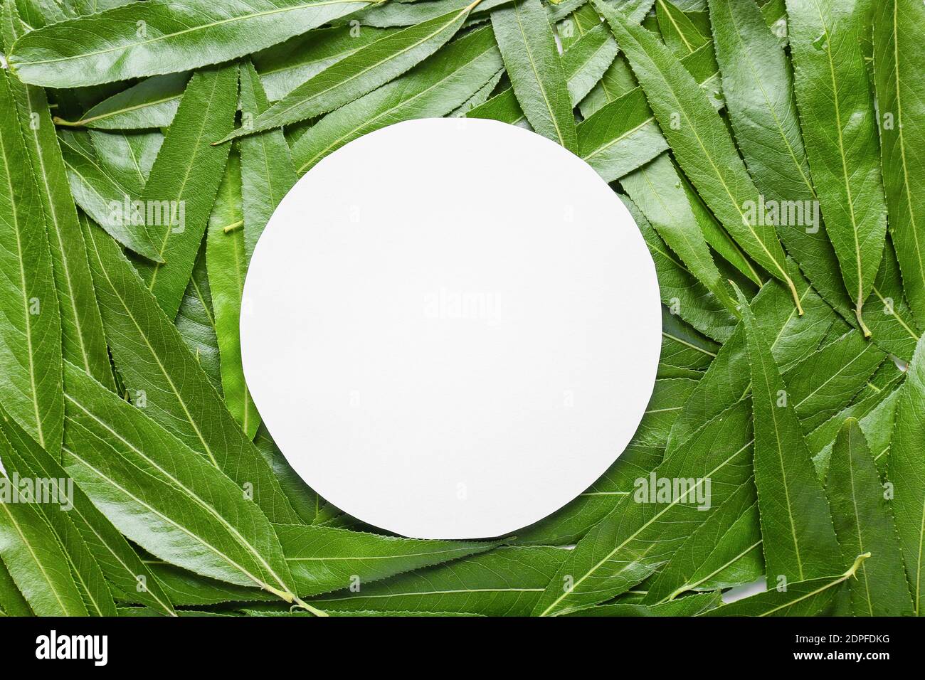 Leere Karte auf frischen grünen Blättern Stockfoto