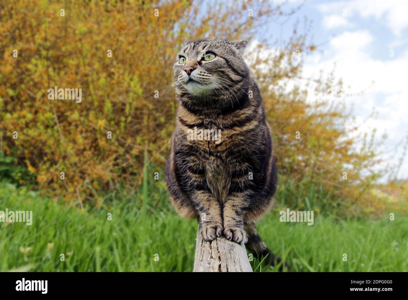 Eine neugierige, fette Katze, die auf einem Holzbalken im Garten sitzt Stockfoto