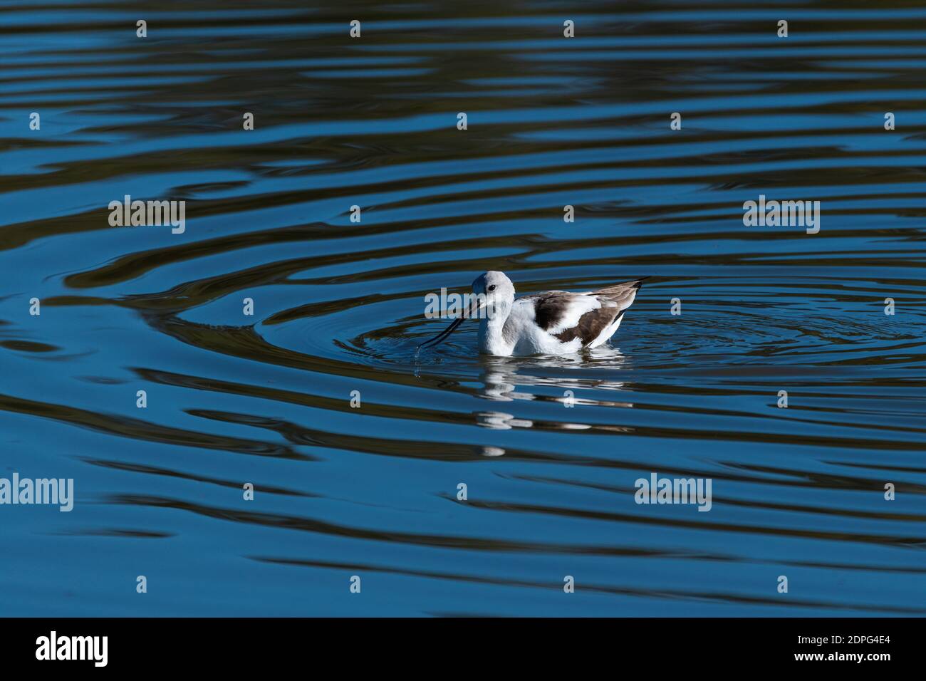 Ein amerikanischer Avocet-Vogel, dessen Wasser aus seinem langen, gebogenen Schnabel tropft, nachdem er seinen Kopf in den See gestürbt hat, um nach Nahrung zu suchen. Stockfoto
