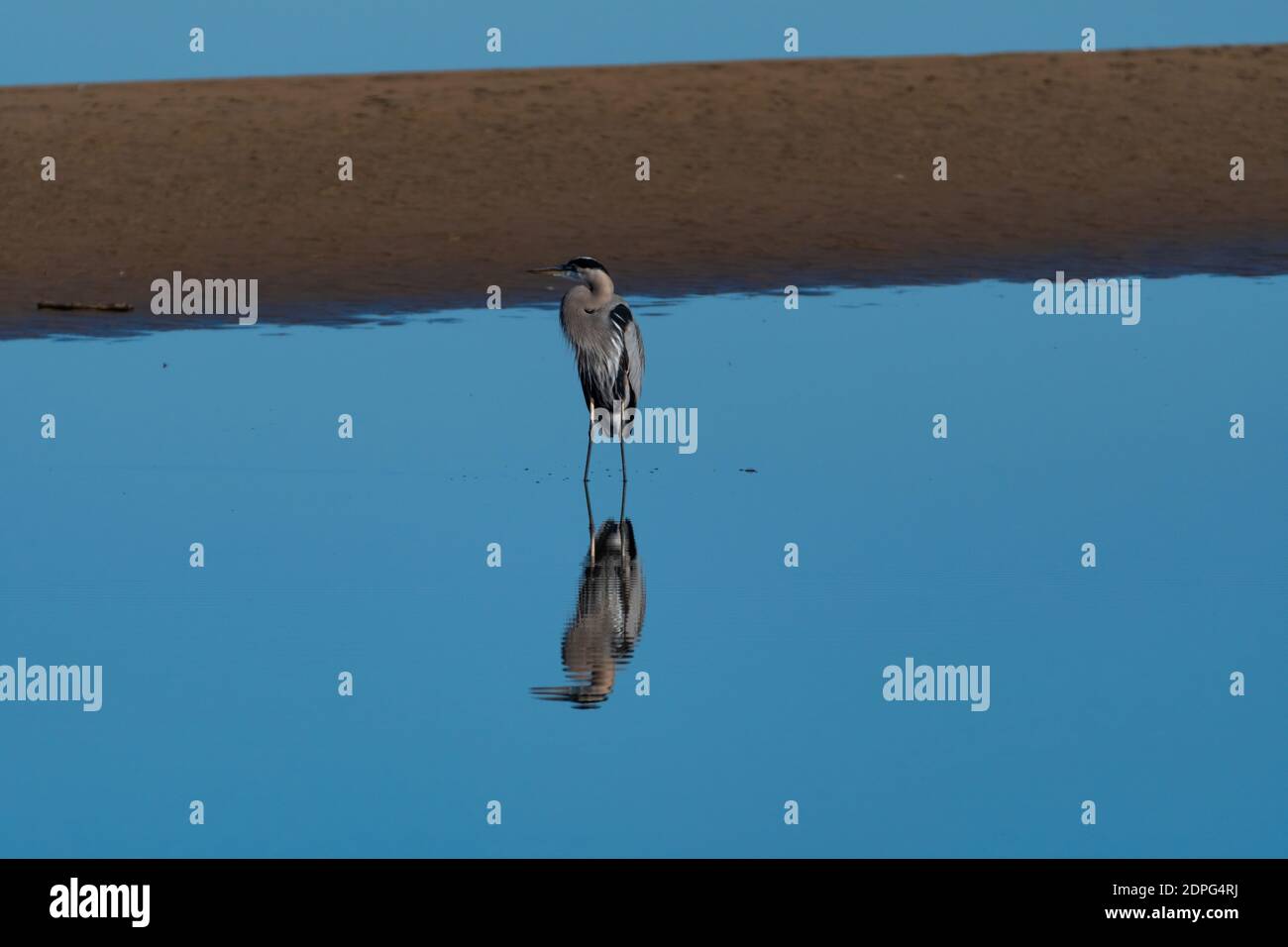 Ein großer Blaureiher, der über seiner Spiegelung im glasigen glatten Wasser eines Sees in der Nähe eines Teils Schlamm steht, der vom zurücktretenden Wasser freigelegt wird. Stockfoto