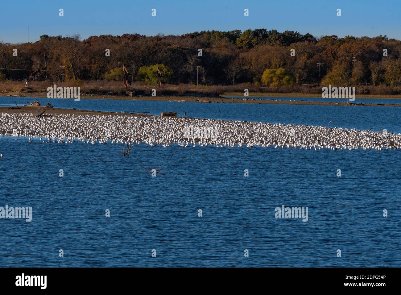 Eine riesige Schar lachender Möwen sammelte sich auf einer Sandbank in einem See, nachdem sie ihre jährliche Wanderung nach Süden für den Winter gemacht hatten. Stockfoto