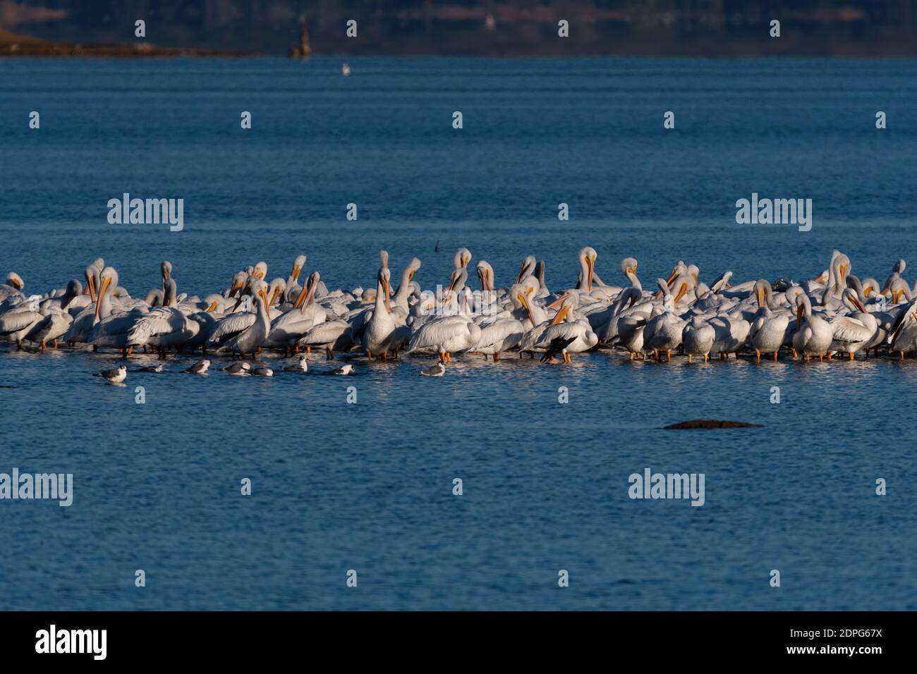 Eine Schar weißer Pelikane sammelte sich auf einer Sandbank in einem See, während eine kleine Gruppe lachender Möwen vor ihnen im Wasser schwimmt. Stockfoto