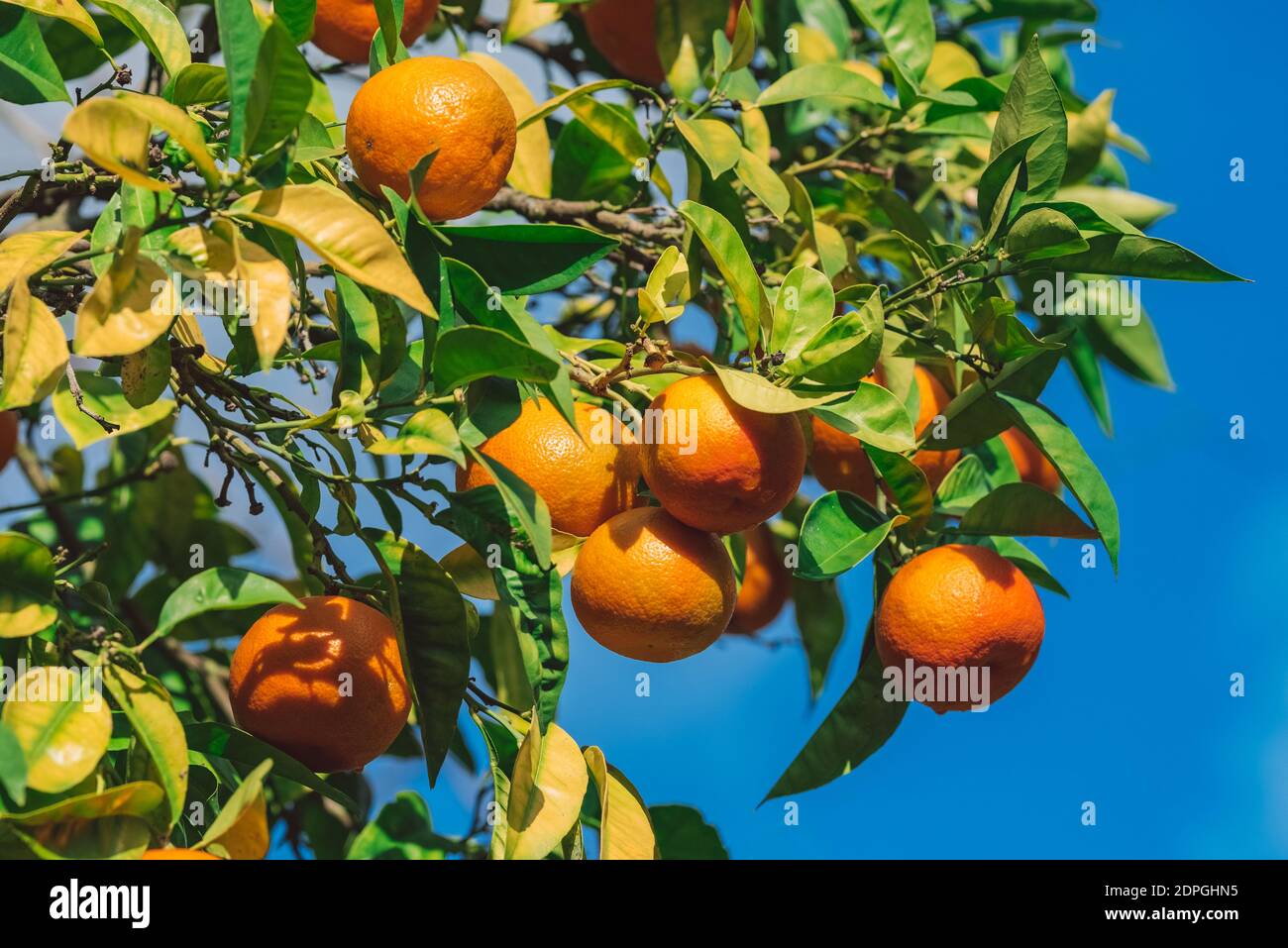 Nahaufnahme von reifen, saftigen Mandarinenorangen auf einem Baum Stockfoto