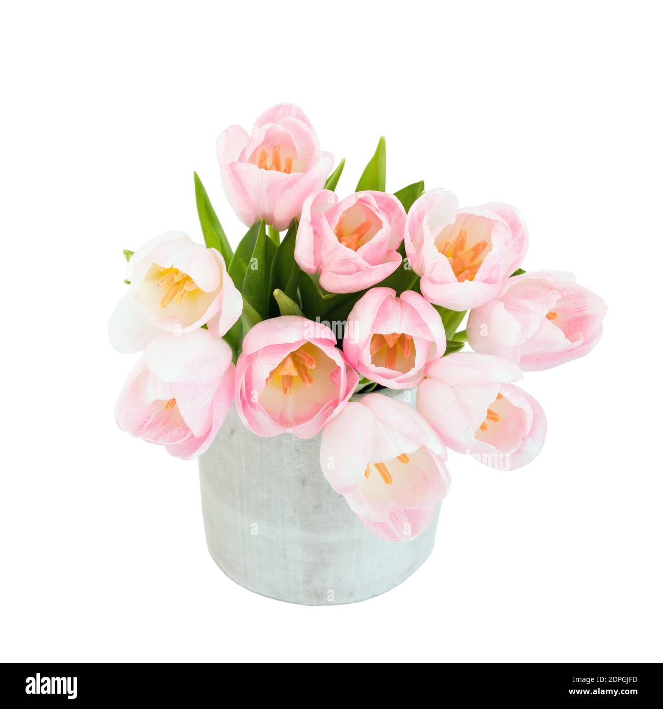 Bouquet von rosa Tulpen in einer Vase. Isoliert auf weißem Hintergrund, selektiver Fokus Stockfoto