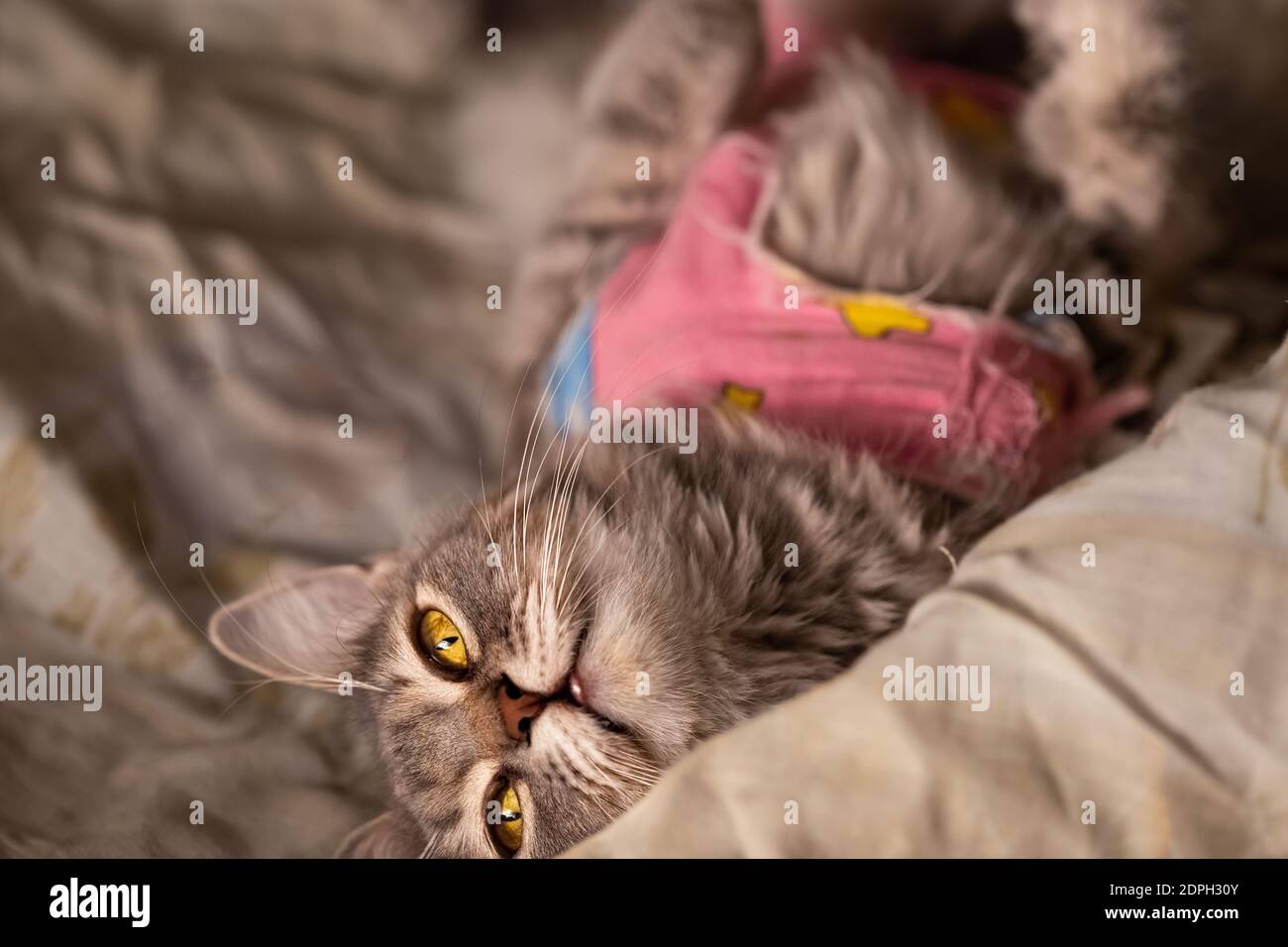 Gestreifte Katze in einer postoperativen Decke liegt und ruht Stockfoto