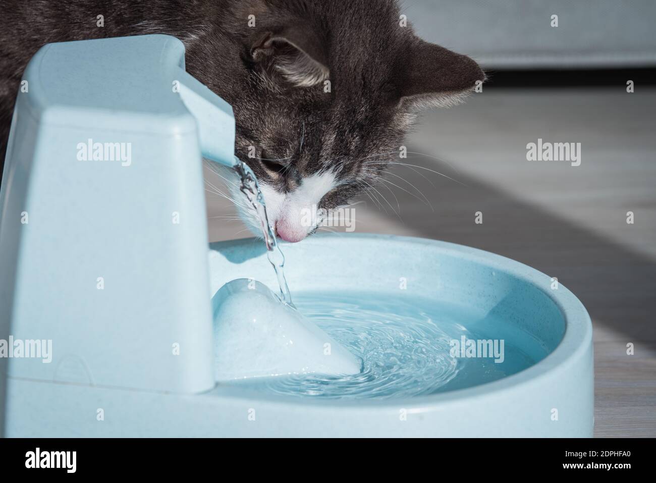 Katze mit Wasserspender. Katzenbrunnen. PET-Durst. Austrocknung bei einer Katze Stockfoto
