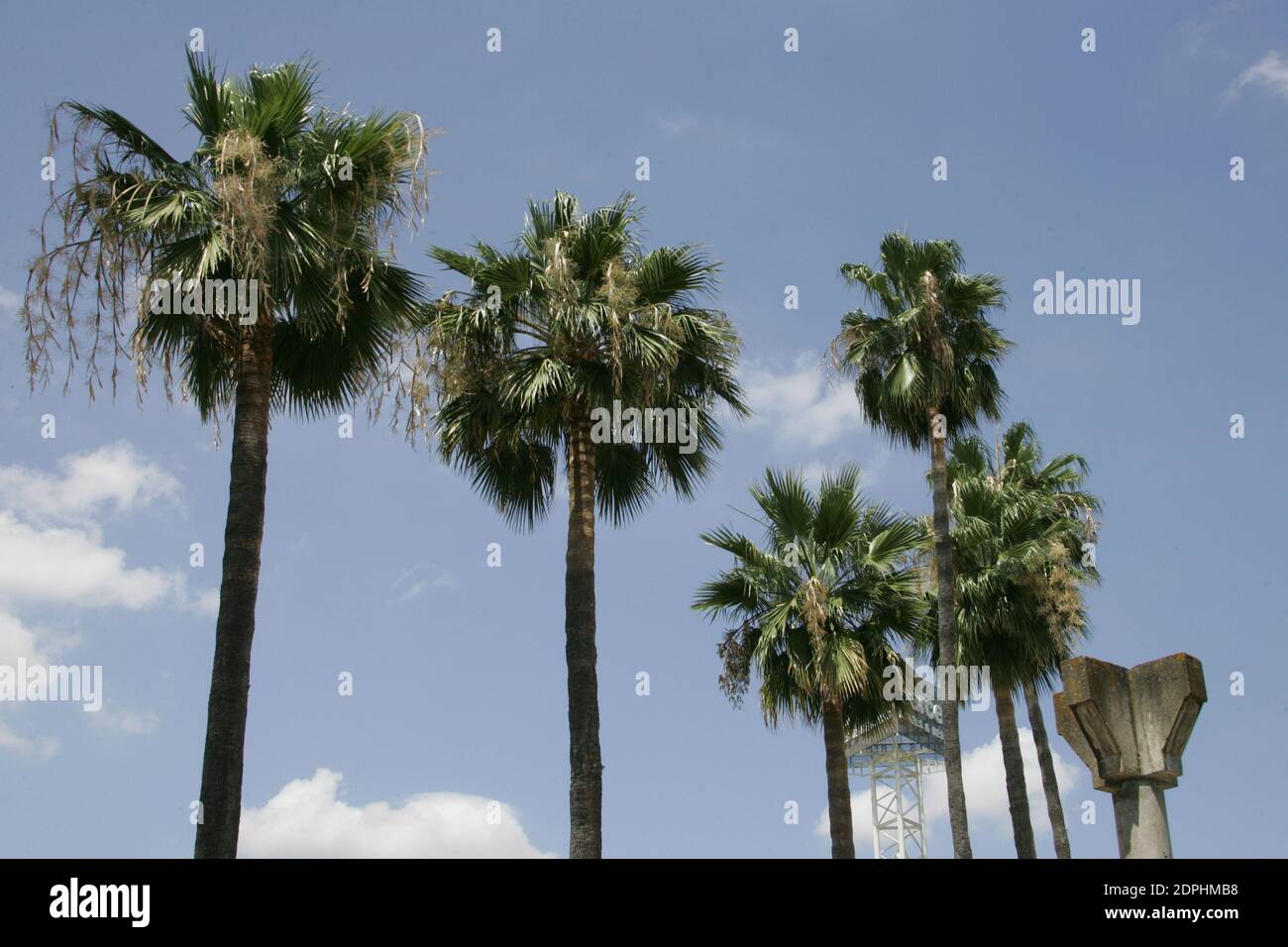 Palmen im spanischen sevilla Stockfoto