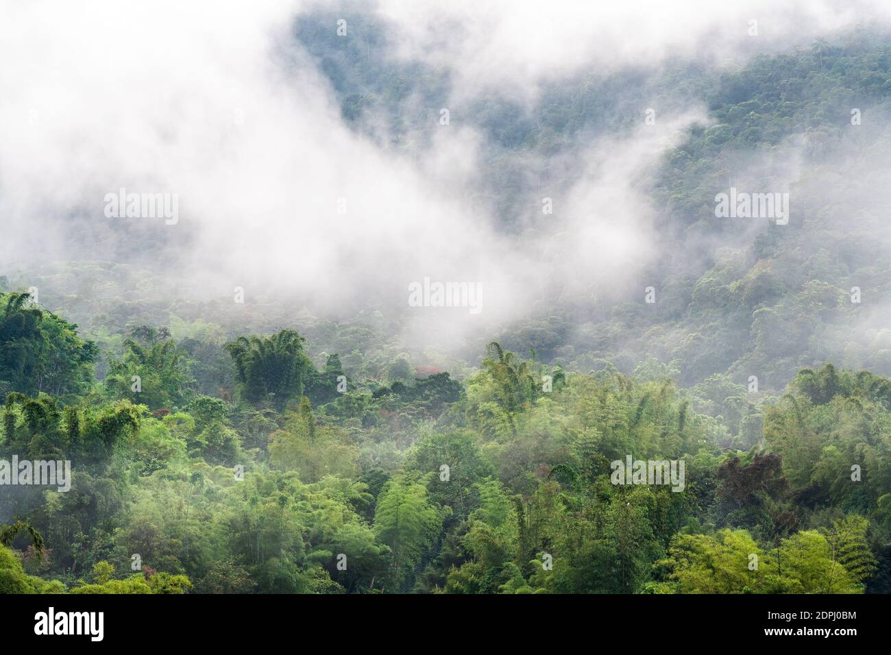Nebelwald im Nebel und Nebel, Mindo, Ecuador. Stockfoto