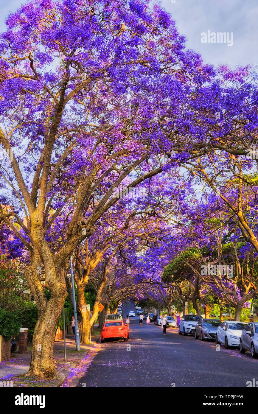 Blühende Jacaranda Bäume in wohlhabenden Wohnvorort Kirribilli von Sydney Stadt, Australien. Stockfoto