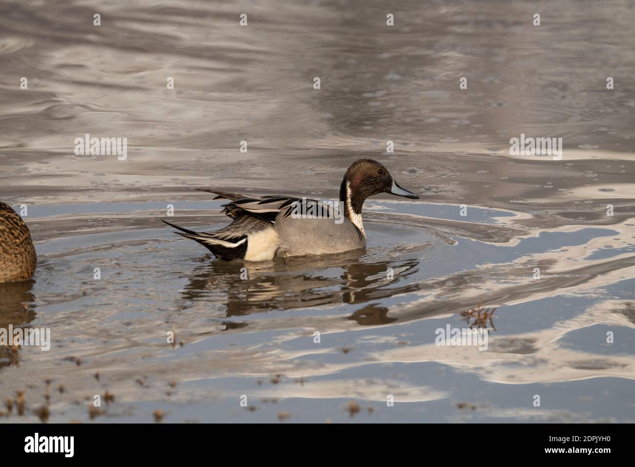Pintail Schwimmen, Great Salt Lake, Utah Stockfoto