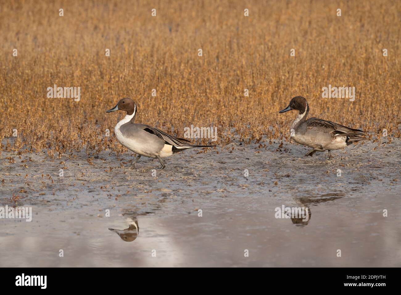 Pintails Walking, Great Salt Lake, Utah Stockfoto