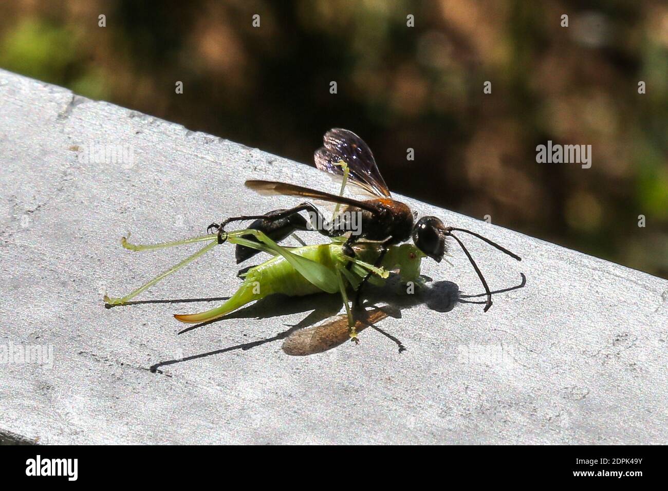 Une guêpe noire, isodonta mexicana (sphecidae). Elle est arrivée en France via les navieres américains Anhänger la 2de guerre mondiale. CET hyménoptère paralyze, par une piqûre une sauterelle qu'il déposera dans son nid, afin de nourrir sa larve. Foto von Nasser Berzane/ABACAPRESS.COM Stockfoto