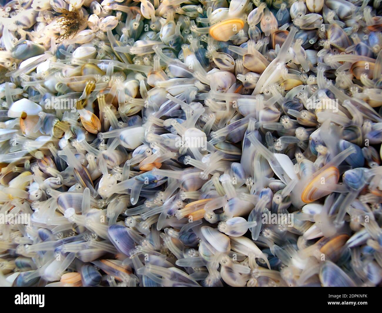 Eine Gruppe von Babymuscheln unter Wasser, die ihre Siphon-Anhängsel hervorstehen. Stockfoto