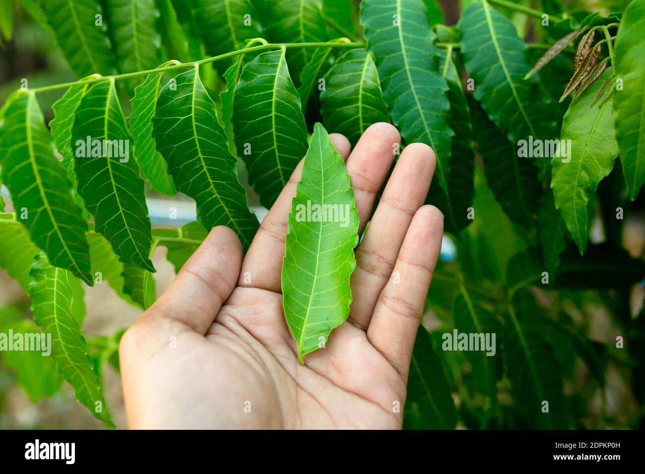 neues top leaf of neem plant. azadirachta indica - ein zweig von