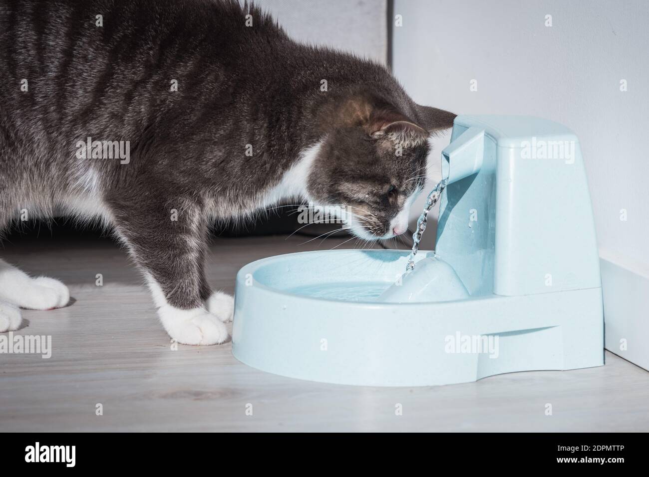 Katze mit Wasserspender. Katzenbrunnen. PET-Durst. Austrocknung bei einer Katze Stockfoto