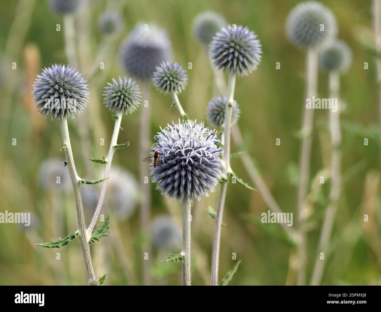 Grandular Globe Disteln mit EINER Hoverfly Stockfoto