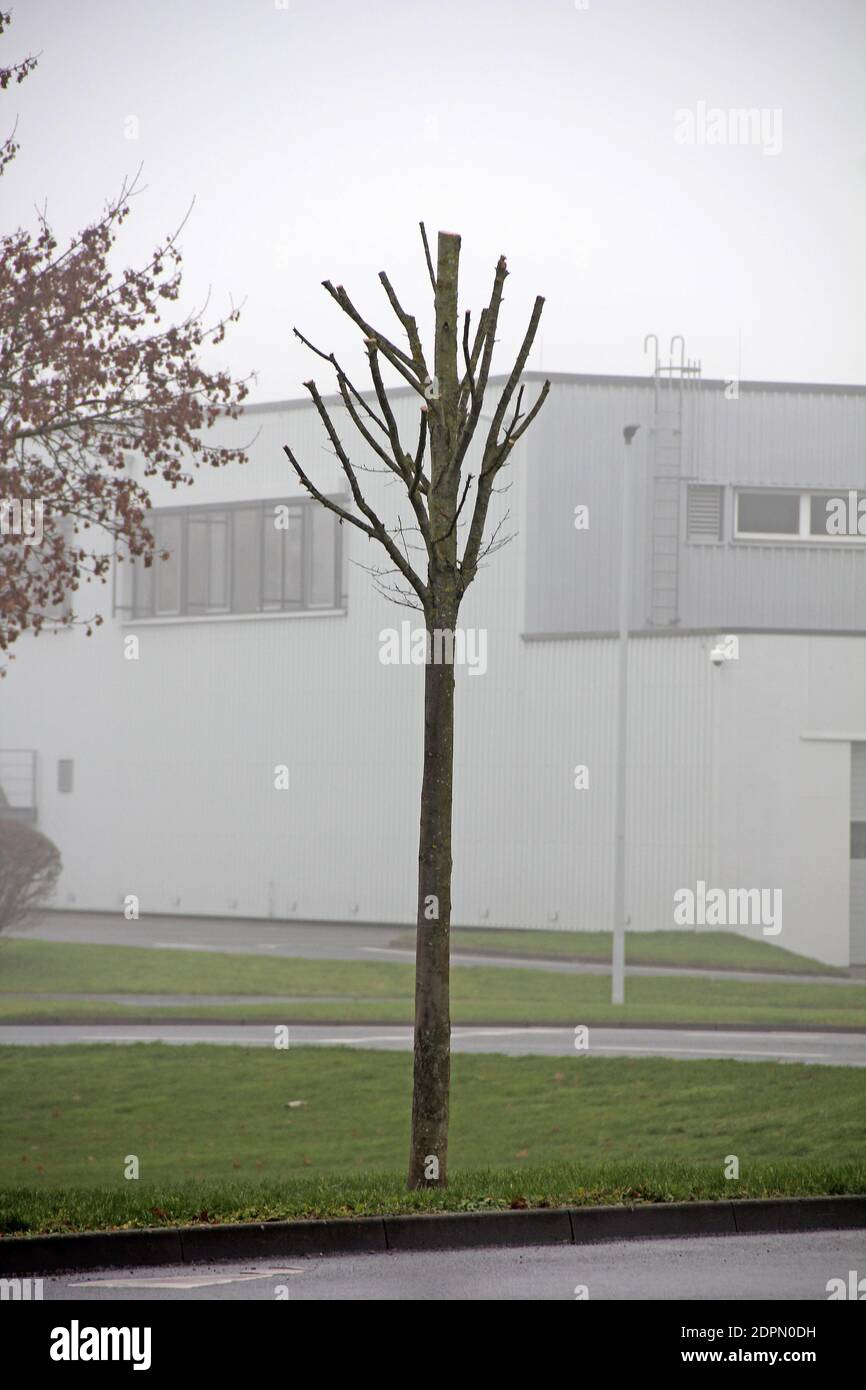 Total Getrimmter Baum Stockfoto