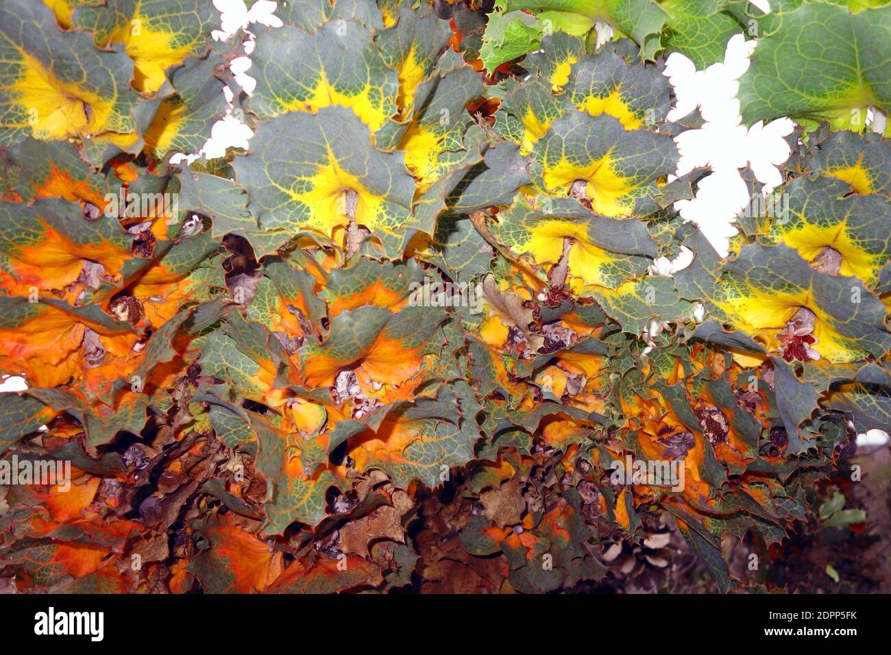 Wilde Farben von Royal Hakea (Hakea victoria), Fitzgerald River National Park, Westaustralien Stockfoto