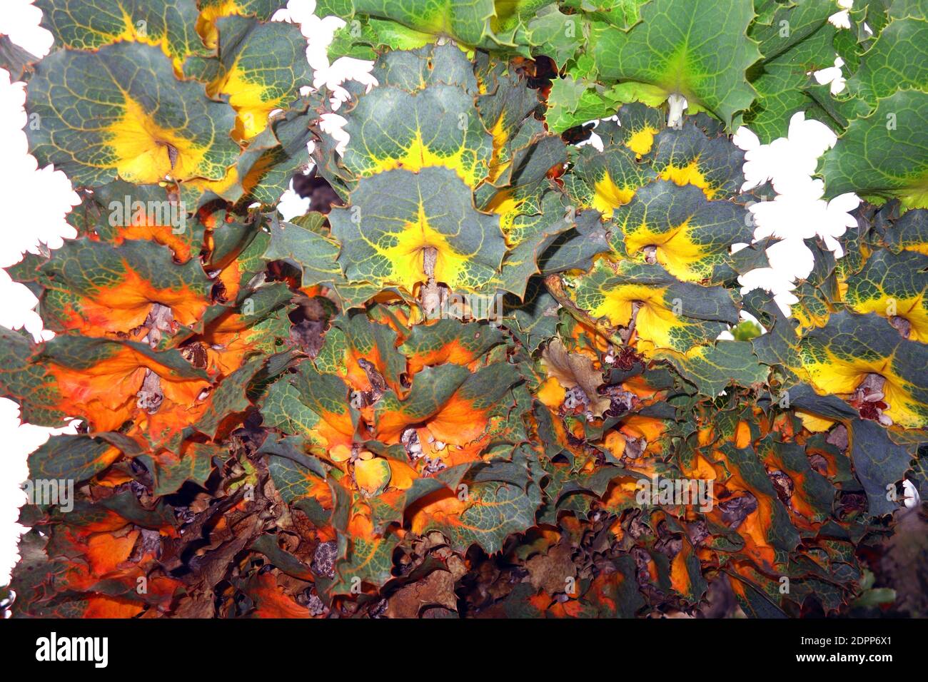 Wilde Farben von Royal Hakea (Hakea victoria), Fitzgerald River National Park, Westaustralien Stockfoto