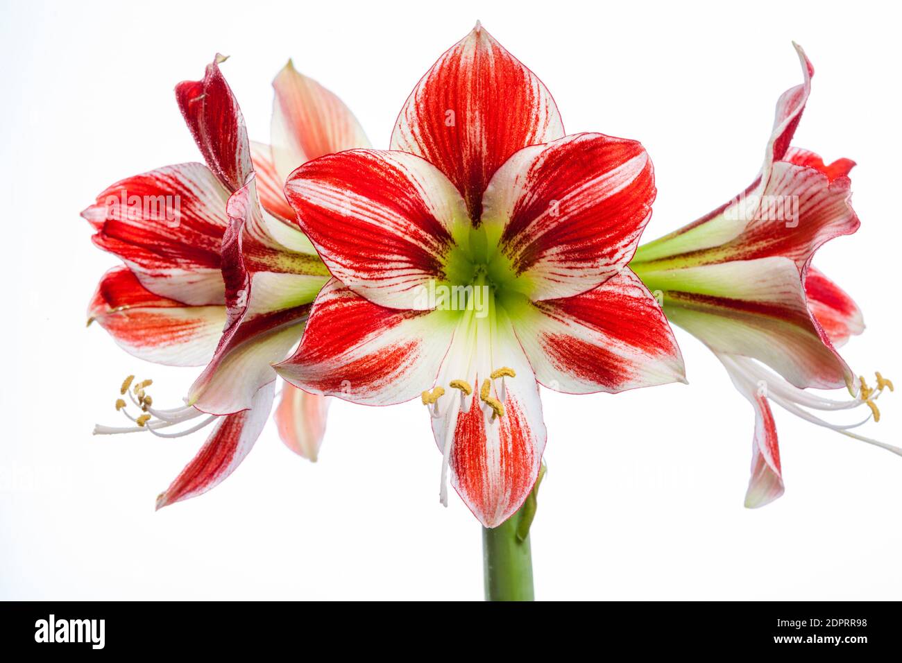 'Ambiente' Hippeastrum, Amaryllis (Hippeastrum x hortorum) Stockfoto